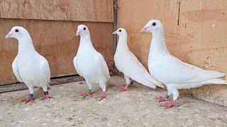 My White Racing Pigeon Team