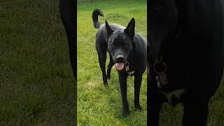 Vader playing in the yard - cute puppy playing and having fun