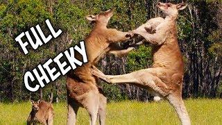 Ozzy Man Reviews: Kangaroos