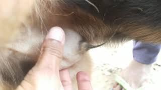 | p*nis swelling in dog | Dog block urinary track |