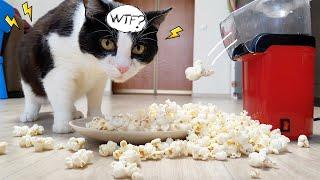 Shooting Popcorn. Cat's Reaction