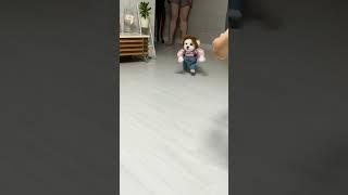 Adorable Dog in Chucky Costume #cute #adorable #puppy #dogs #smile #bestestcutest