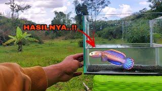 Cara Mancing Ikan Channa Limbata Paling Aman