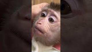 Baby monkey Tina looks at her mother intently with such cute eyes. #monkeysmart #monkey #cute