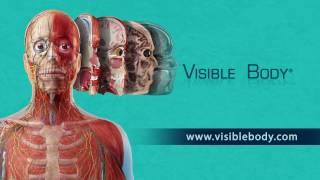 Visible Body Apps | See Amazing Anatomy in 3D!