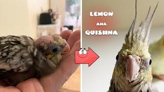 My Ana is Reborn | Recovery Process of Rescued Dying Cockatiel