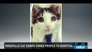 Vicious Cat Attacks Family Furious Cat Claws Sends Family to Hospital in Roseville CA