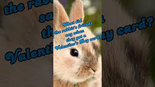 riddle about rabbit and bunny #shorts #bunny #forfun