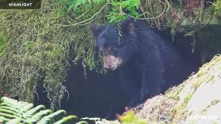 Anan Wildlife Observatory Tongass National Forest | Highlights