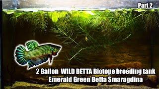 Amazing Wild bettas breeding and raising fry in captivity in a 2 Gallon biotope tank! - Part II
