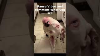 Interesting Funny Videos like it Share it #Small info# Trending 07/01/2022