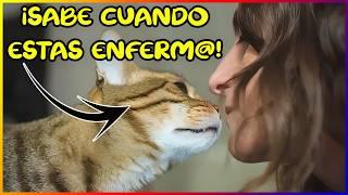 ¿LOS GATOS PUEDEN PREDECIR ENFERMEDADES? ¿SABE CUANDO VAS A MRIR - SiamCatChannel