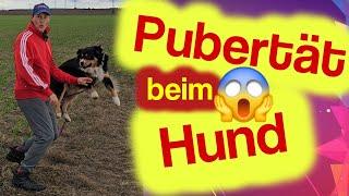 Pubertät beim Hund ️ Aus deinem gehorsamen Welpen wird ein ungebremster Junghund  DIE BESTEN TIPPS