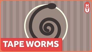 Tapeworms! Finally, a Parasite that's Gross, AND Harmful!