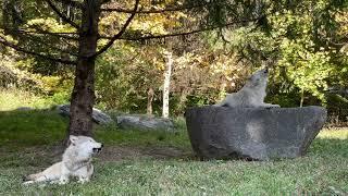 Gray Wolf Brothers Howl Among Autumn Leaves