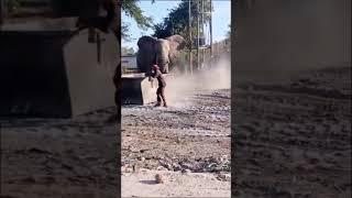 Drunk man confronts a big elephant