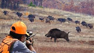 Wild Boar INVASION: Incredible Hunting Shots & Unbelievable Action! #hunting #hog