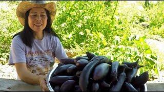 HUGE Raised Bed Garden HARVEST! 18 LBS Of Eggplants In 5 Minutes!!