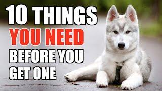 10 Things YOU NEED TO HAVE When You Get A Husky Puppy! [UPDATED GUIDE FOR BEGINNERS]