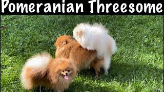 Pomeranian Dogs having threesome sex