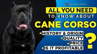 Cane Corso India | Puppy Price In India | How To Check Quality | Dog Breeding Business In India