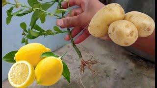 Unique Skill | How to propagate lemon tree from cuttings with Potato | With 100% success