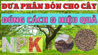 Kỹ thuật sử dụng phân bón cho cây trồng đúng và hiệu quả cao | Chọn đúng phân bón đúng cách