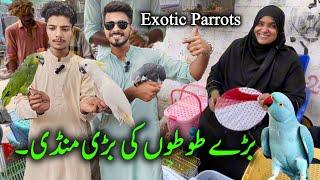 Exotic Parrots & Rare Birds Market Karachi 2024 Latest Update in Urdu Hindi | Yellow Ringneck Parrot