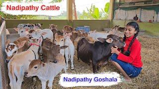 Nadipathy Cattle | Nadipathy Goshala | #minivlog #pmmodi #yt #cows #farm #tiktok #punganurcalf