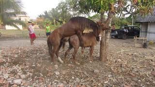 CABALLISTAS MONTUVIOS DE MANABÍ.