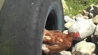 Chicken fuck