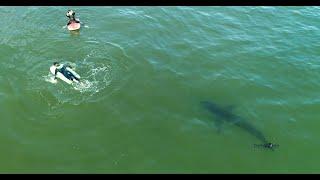 Two Kids Swim Near a Great White Shark & People May Be Fishing For White Sharks in California