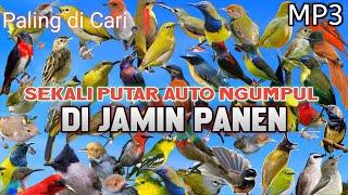 Suara pikat semua jenis burung kecil #mp3 pikat paling ampuh #terbukti