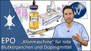 EPO: Hormon & Dopingmittel - Die „Klonmaschine“ für rote Blutkörperchen & bessere Ausdauer