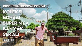 Salah satu kolektor bonsai besar di ho chi minh!Koleksinya super super