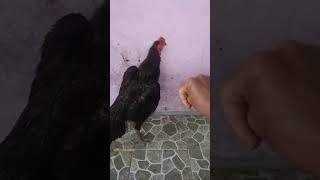 Ayam Tedung kandang Pandu