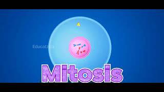 Mitosis 3D ANIMATION -Must watch for educational purposes!