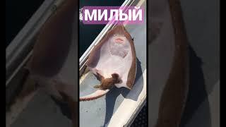 Бедный скат. Это его последние минуты. Потом его съедят #Shorts #TikTok #РЫБА