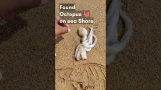 Found Octopus on the sea shore One small act of kindness #shorts #helping #sea  #octopus  #rip