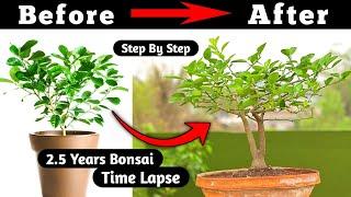 Lemon bonsai | Bonsai Time Lapse