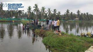 SIS Hardy Line Harvest @ 40 Count with 100% SR in Amalapuram, EG