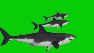 Shark Swimming green screen I BirammaSakthiTech