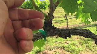 Early Shoot Thinning in Grapes saves Time and Money