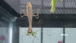 Praying Mantises Make Great Pets