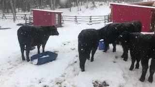Why making money farming and ranching in Alaska is hard.  Starting from scratch is expensive!