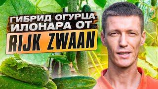 Обзор гибрида огурца корнишона Илонара от компании Rijk Zwaan