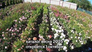 Каталог роз весна 2025