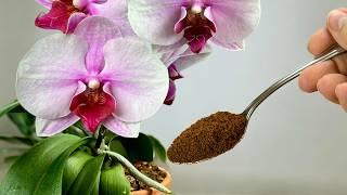 A real treasure for orchids! They bloom non-stop  and roots grow like crazy!