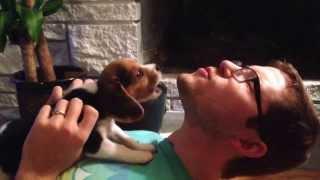 Beagle puppy learning to howl