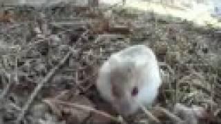 Abandoned Hamster